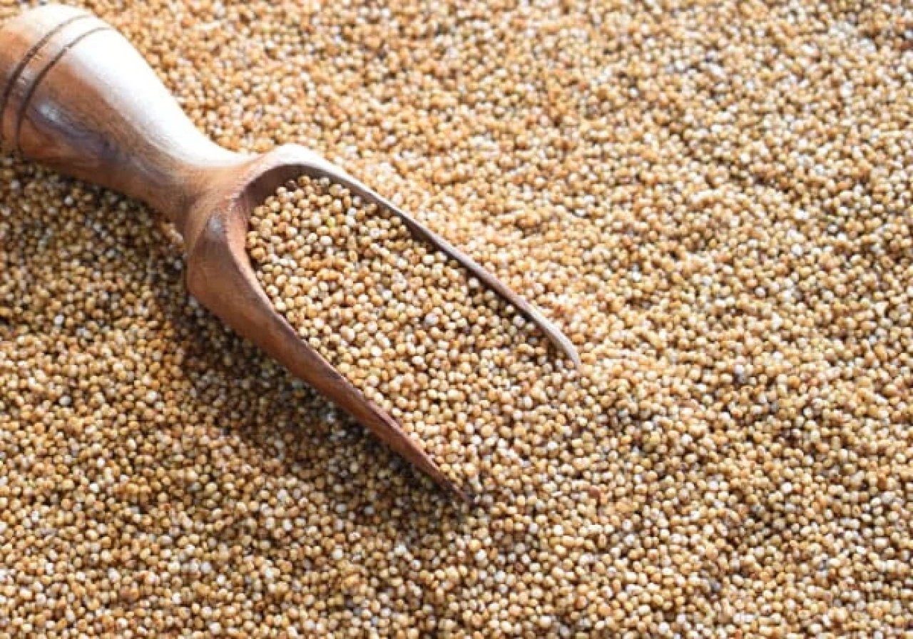varagu (kodo millet)